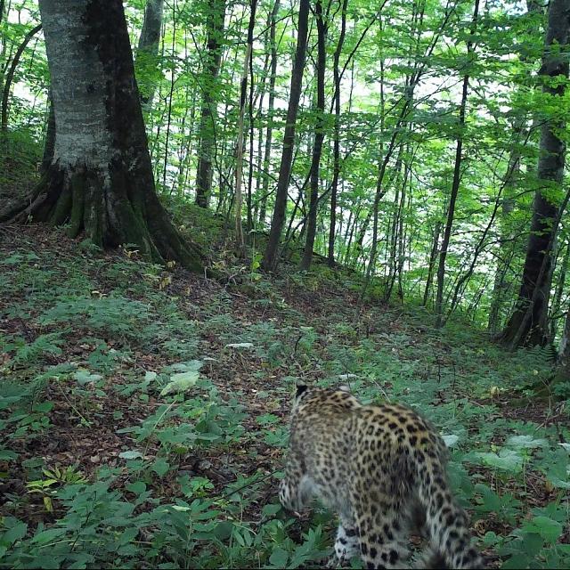 В РСО-А в фотоловушку попала выпущенная в дикую природу самка леопарда Хоста