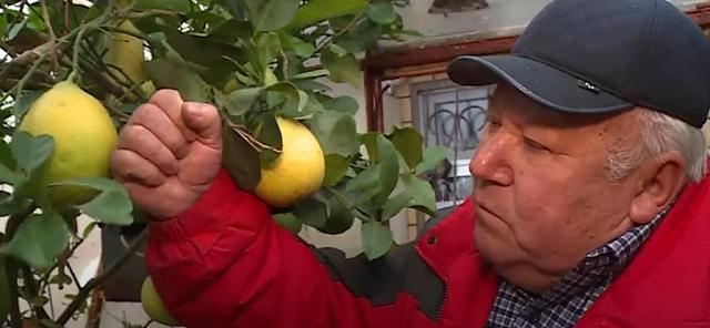 Житель Ставрополя скрестил лимон с грейпфрутом и получил рекордный урожай