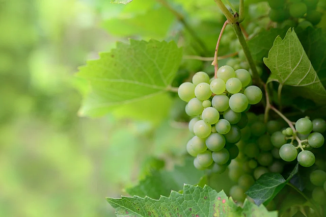 Регионы СКФО получат материальный стимул на развитие виноградарства и виноделия