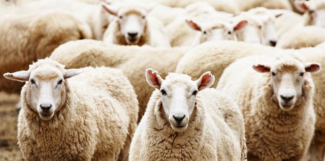 Житель Дагестана из-за конфликта с овцеводом вырезал 240 его овец