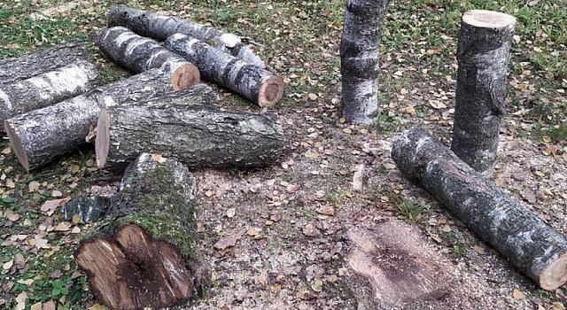 В Северной Осетии школьник погиб под упавшим деревом