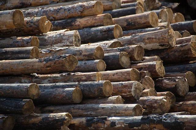 На Ставрополье прокуратура добилась взыскания более 7 млн руб. с бизнесменов, вырубивших деревья 