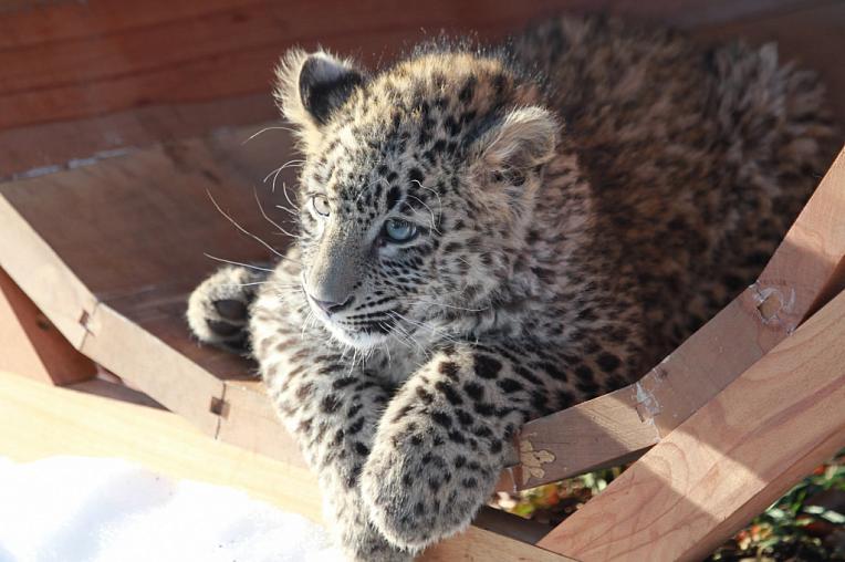 Определен пол двух котят в Центре восстановления леопарда на Кавказе