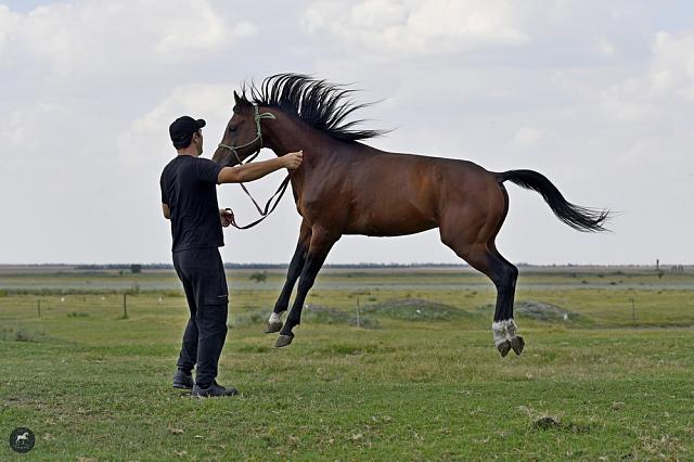  На ставропольской ферме любовь к породистым лошадям передается четыре поколения подряд
