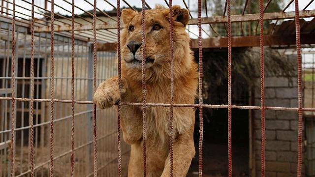 Житель КЧР устроил дома зоопарк из 30 львов и других хищников