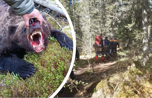 В Красноярском крае егеря застрелили медведя, убившего подростка 