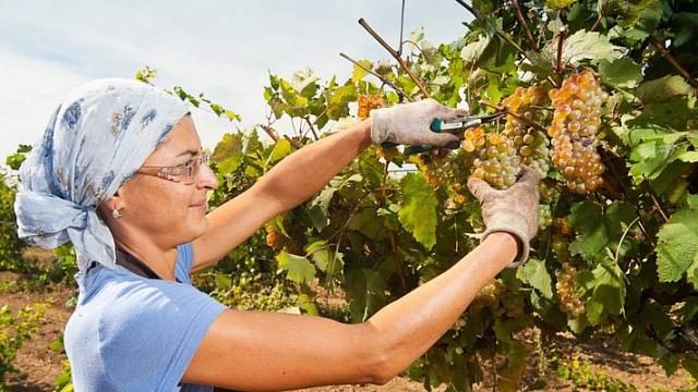 Госслужащих Дагестана отправят убирать виноград