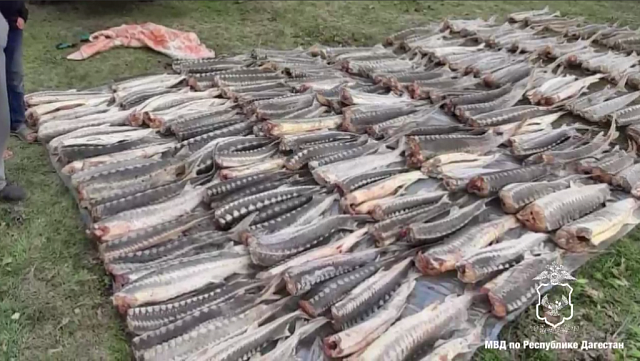 В Дагестане изъяли около 800 кг рыбы осетровых пород