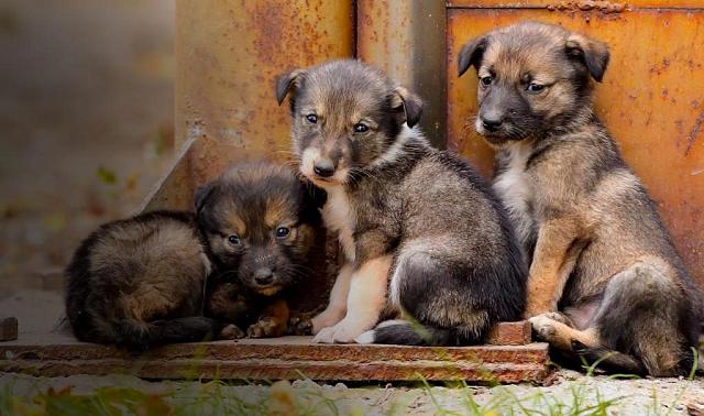 Петицию против убийства бездомных животных подписали более 300 жителей Ставрополя