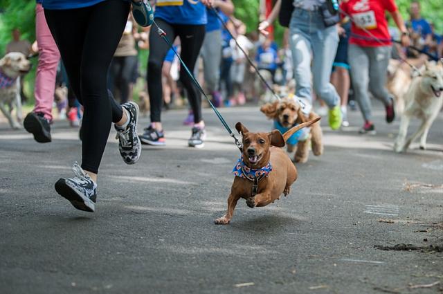 В Сочи собаки с хозяевами поучаствуют в забеге «Пес Барбос и лохматый кросс»