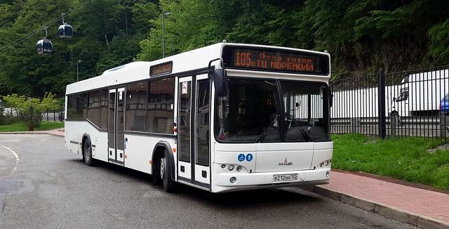 С начала лета в Сочи начнут курсировать круглосуточные автобусы