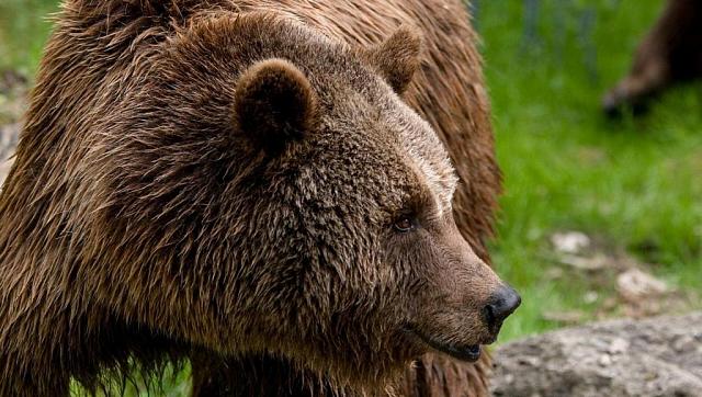Медведи регулярно разоряют село в Дагестане  