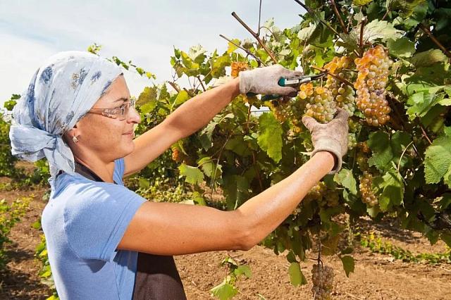 На Ставрополье собрали первые 1,2 тонны столового винограда