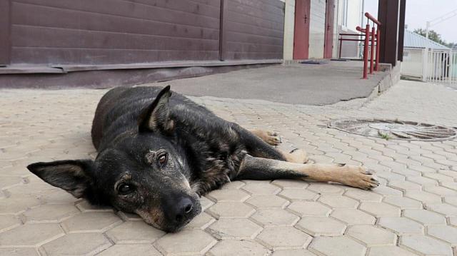 На Ставрополье будут судить живодёра, который издевался над бродячей собакой 