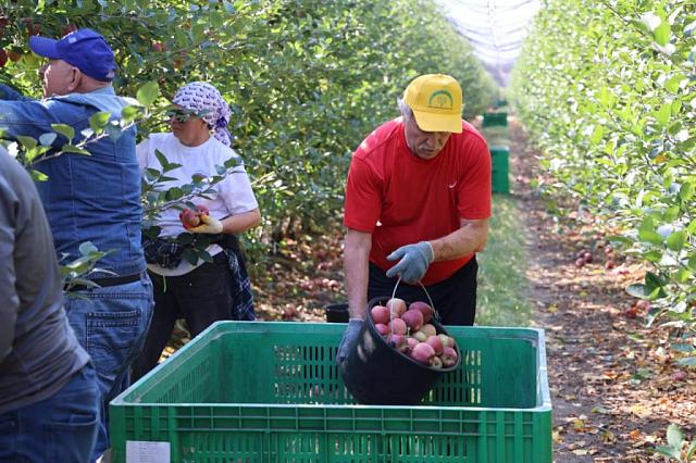 Ставропольские депутаты собрали 25 тонн яблок для участников СВО
