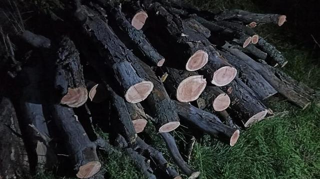 Житель Ставрополья пошел в лес за дровами и получил уголовное дело