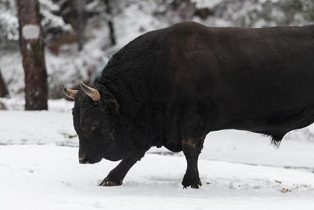 Агрессивный бык гонялся за горнолыжниками на трассе курорта «Роза Хутор» в Сочи