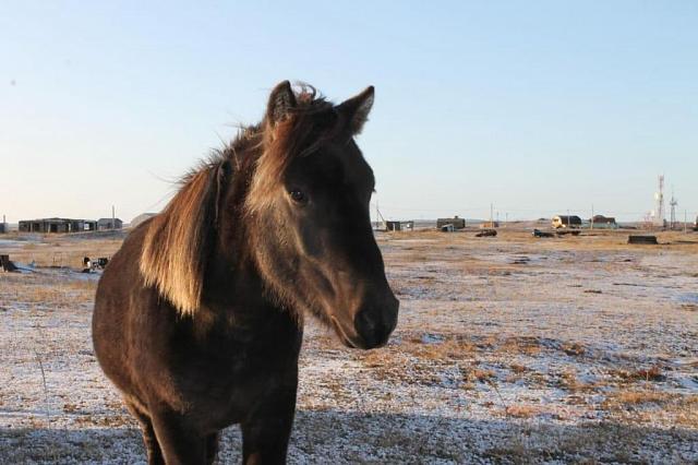 В Кисловодске «арестовали» табун лошадей  