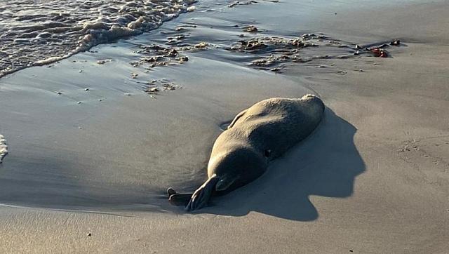 Стало известно, что к гибели тюленей в Дагестане причастны люди