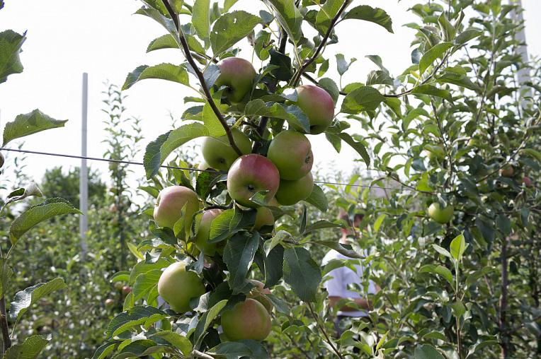 Ставропольские садоводы обеспечат круглогодичную поставку яблок по России 