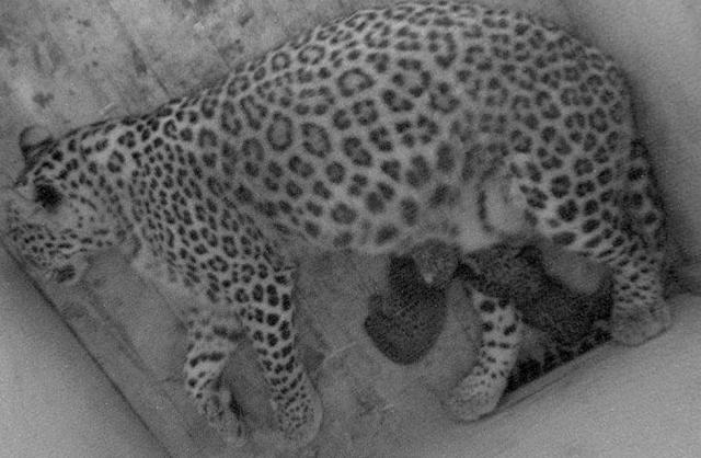 В нацпарке Сочи родились два детеныша переднеазиатского леопарда