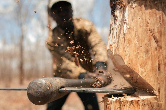 На Ставрополье дорожники незаконно вырубили лес на 25 млн рублей