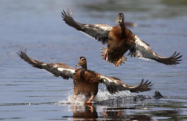 После массовой гибели птиц на Ставрополье отменили весеннюю охоту на водоплавающую дичь