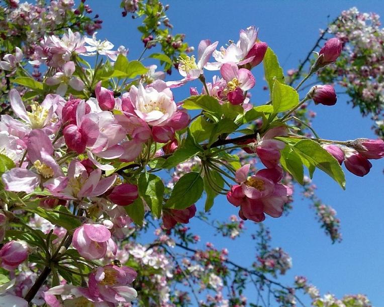 Более тысячи цветущих и фруктовых деревьев высадят в Железноводске
