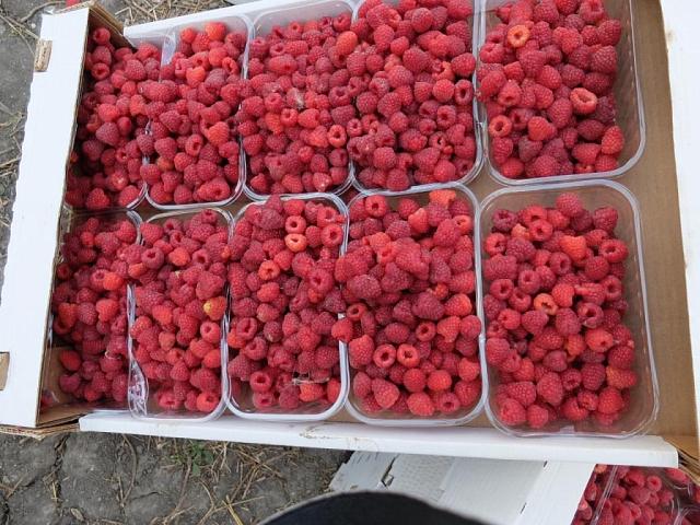 В Предгорном округе Ставрополья выращивают экологически чистые ягоды