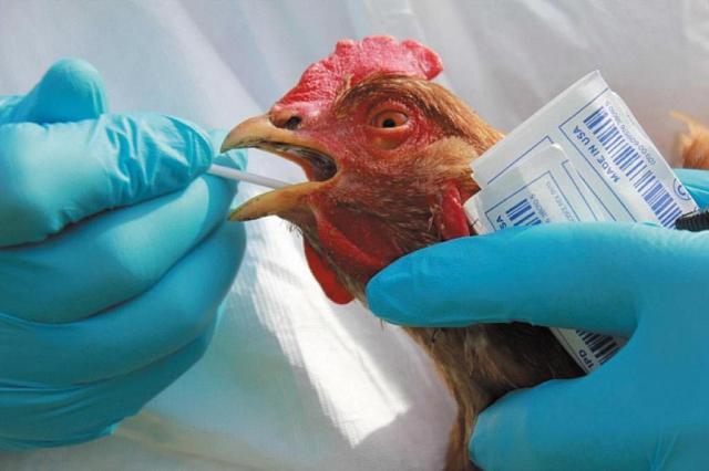 Вспышка птичьего гриппа зафиксирована на Ставрополье