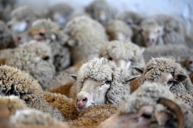 На Ставрополье в этом году запланирована стрижка около 1,2 млн овец 