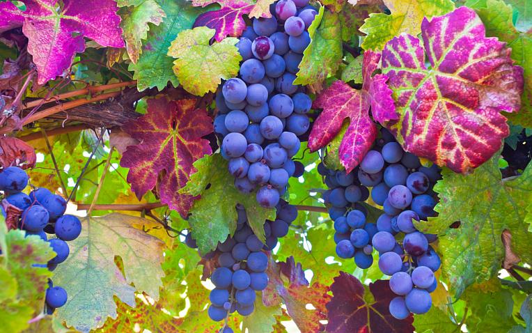 Виноградарь из Ставропольского края планирует на треть увеличить посадку винограда