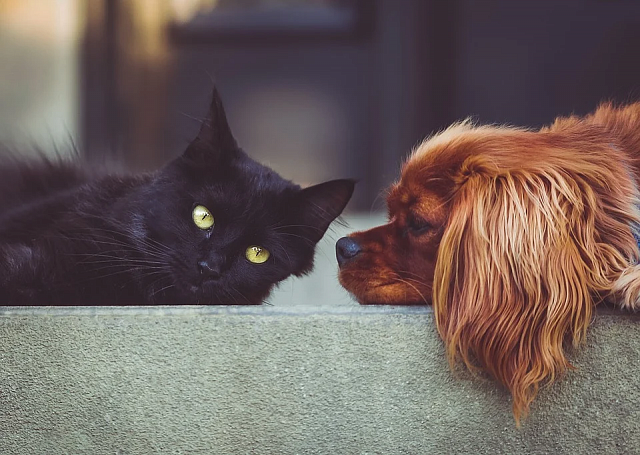 Кошек и собак внесут в законопроект об обязательной маркировке и учете животных