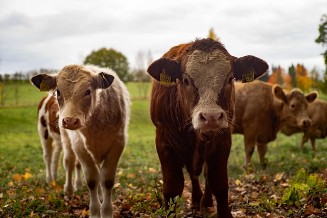 В КЧР владельцев гуляющих коров накажут крупным штрафом