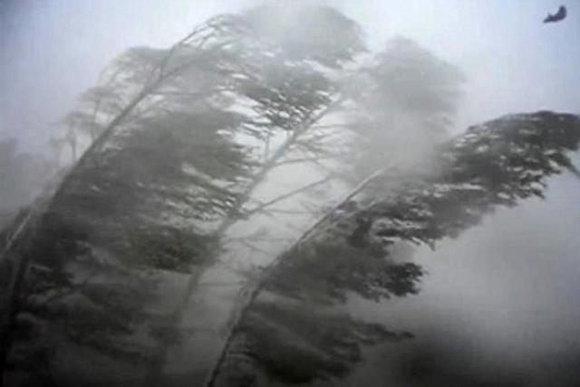 Ураган с ливнем и градом повалил деревья и оборвал провода в Чечне