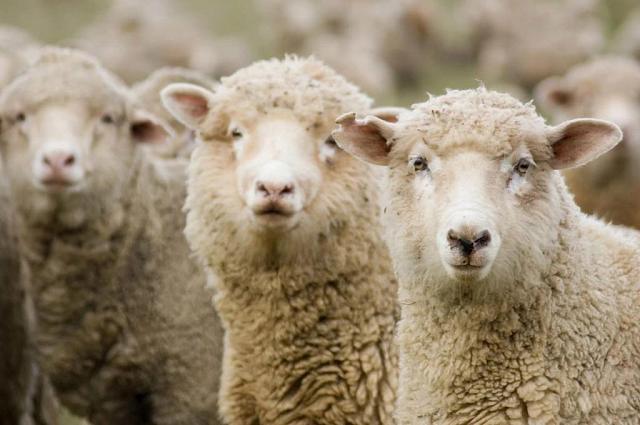 Племенные козы и овцы из Дагестана поедут на Российскую выставку