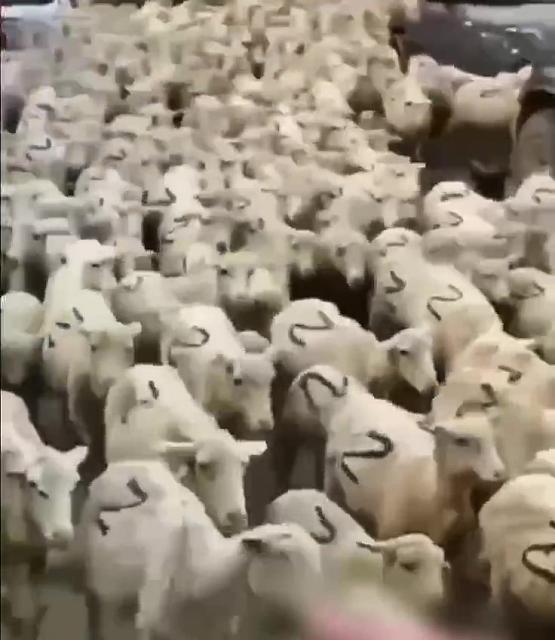 В Дагестане попало на видео шествие огромного стада овец с буквами Z 