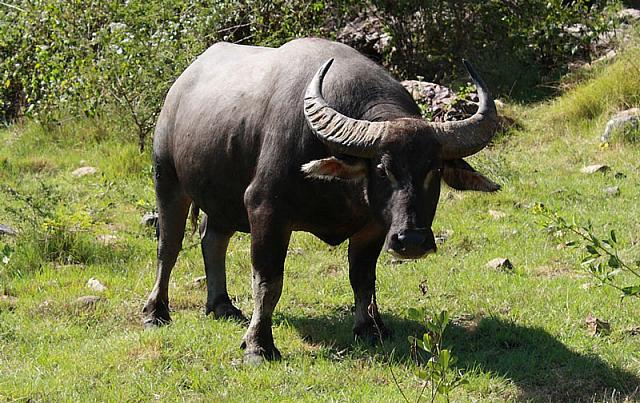 Во Владикавказе в кадр попал бегущий буйвол: видео 