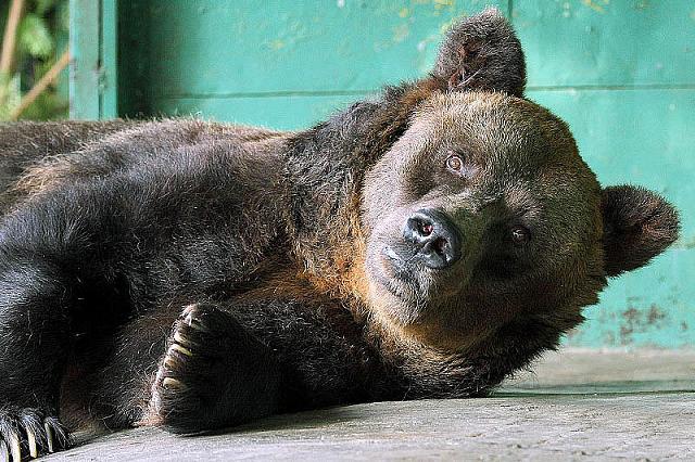 Полиция проверяет зоопарк в Пятигорске из-за жалоб посетителей