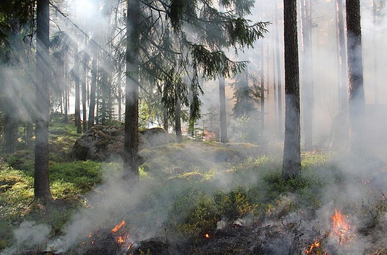 В степных районах Северной Осетии ожидается высокая пожароопасность лесов