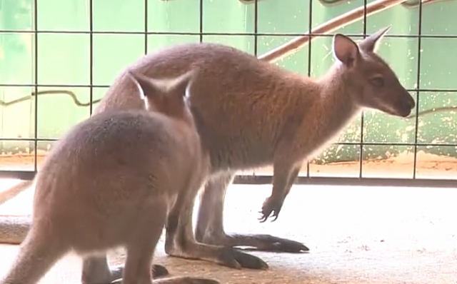 За всю историю Нальчикского зоопарка там впервые родился детеныш кенгуру