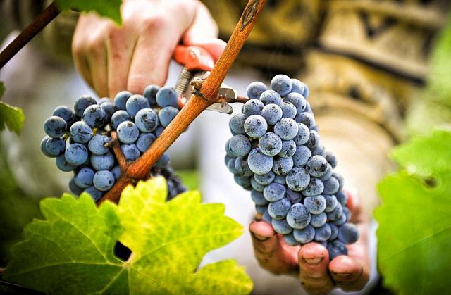 Из-за ливней в Дагестане пропадает урожай винограда