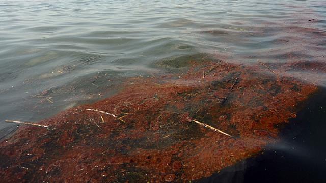 В Туапсе у берегов Чёрного моря произошёл разлив нефти