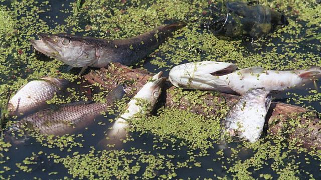 Специалисты нашли причину гибели рыбы в городском пруду в Ингушетии  
