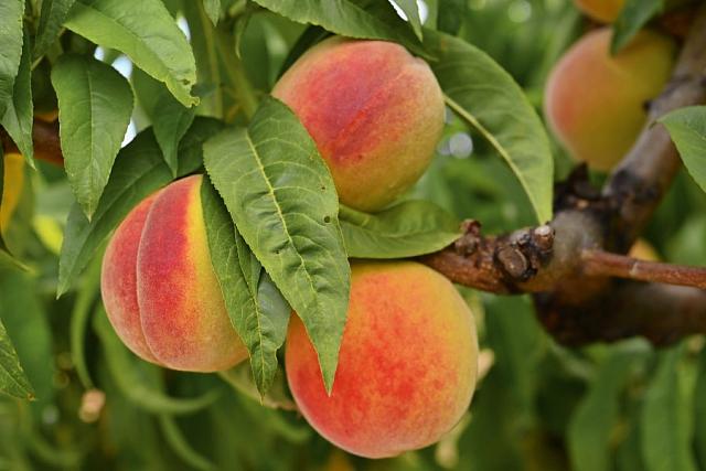 Глава КЧР Темрезов сообщил о сборе урожая персиков 
