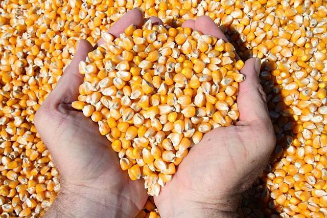 В КБР глава сельхозфирмы обманул покупателя кукурузы на 13 млн рублей 