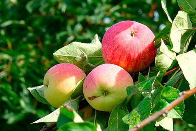 Интенсивный фруктовый сад площадью почти 7 га заложат в Дагестане
