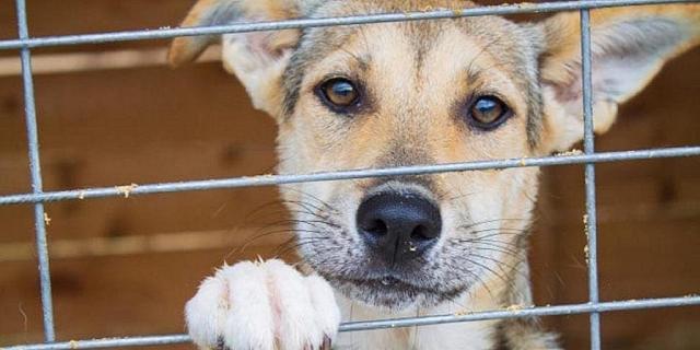 Во Владикавказе построят приют для бездомных животных за 36 млн рублей
