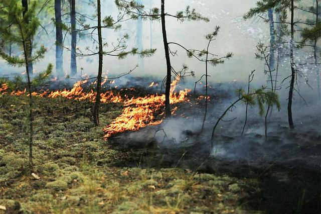 На Ставрополье с 1 июля введут особый противопожарный режим
