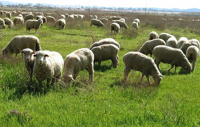 Овцеводу из Ингушетии выделят землю после обращения к Путину